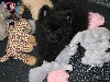  - Princesse HOKKEKYO dans son panier à jouets 31-05-2012 
