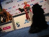  - World Dog Show Paris 2011 Fin ....