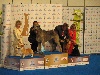  - FCI CENTENARY - WORLD CHAMPION of CHAMPIONS -  BRUSSELS - 12-11-2011