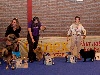  - DSCB DogShow 2011 (Nationale d'Elevage Belge) 4 - Fukyo -
