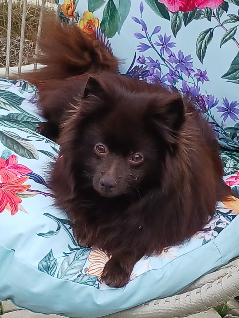 CH. Sira-yaki (Sans Affixe)