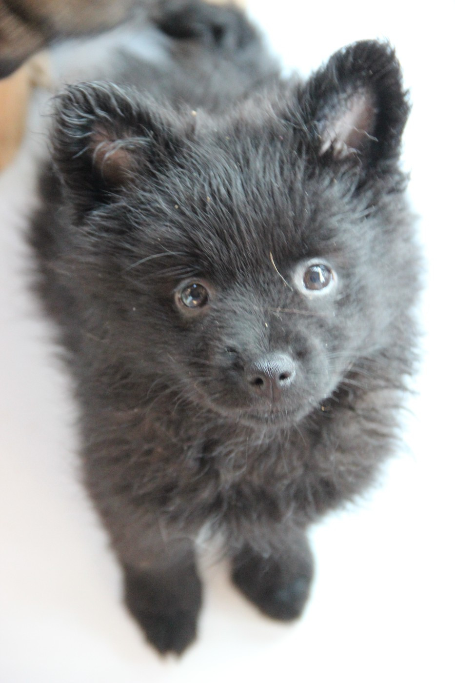 d'un Soir de Noël - ATINA d'Un Soir de Noël