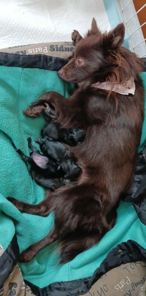 SPITZ MOYEN - Les bébés de SISSI (Sira-Yaki)