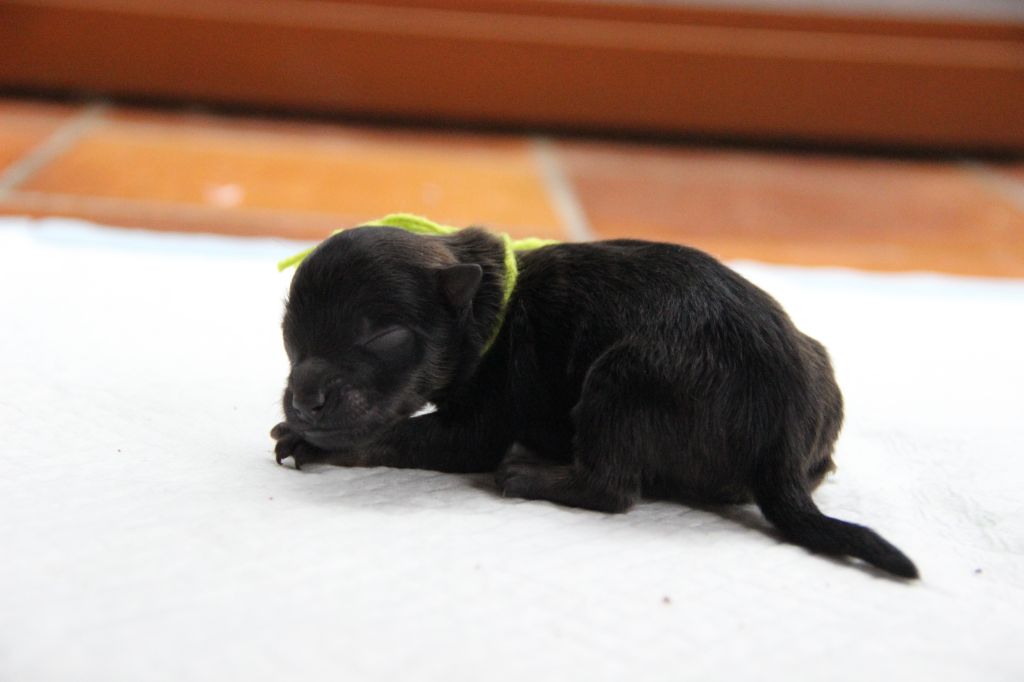 d'un Soir de Noël - Chiots disponibles - Spitz allemand