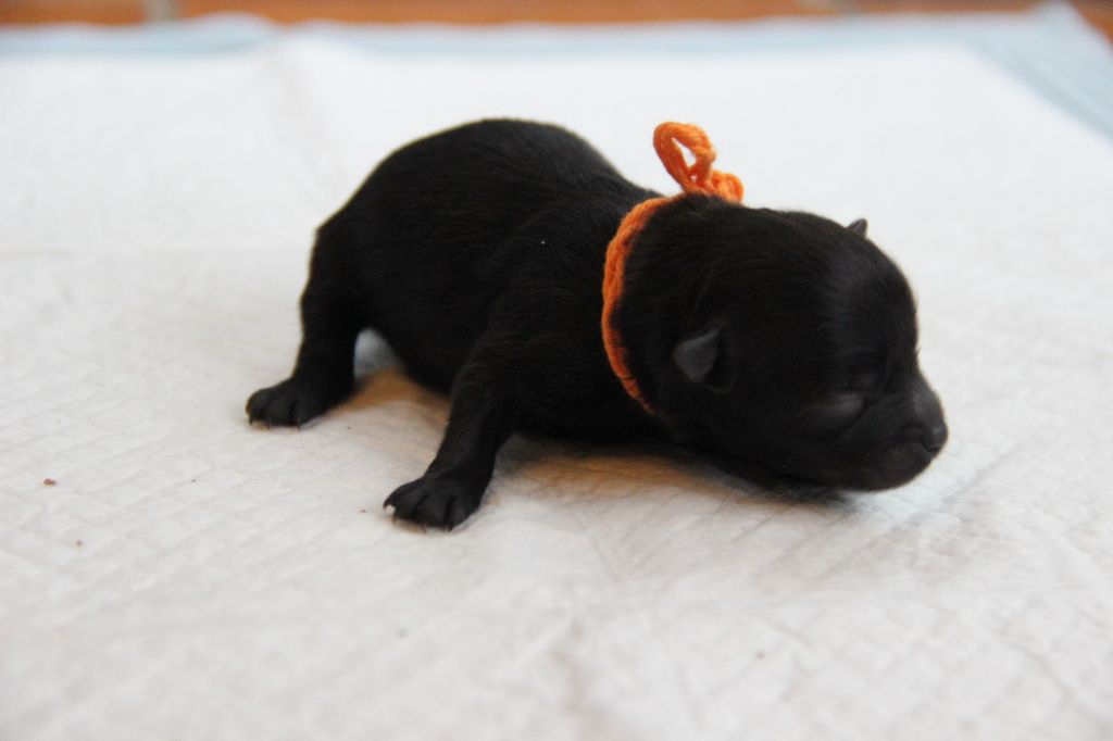 d'un Soir de Noël - Chiots disponibles - Spitz allemand