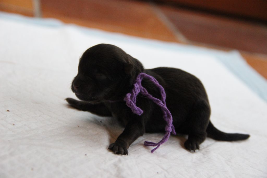 d'un Soir de Noël - Chiots disponibles - Spitz allemand