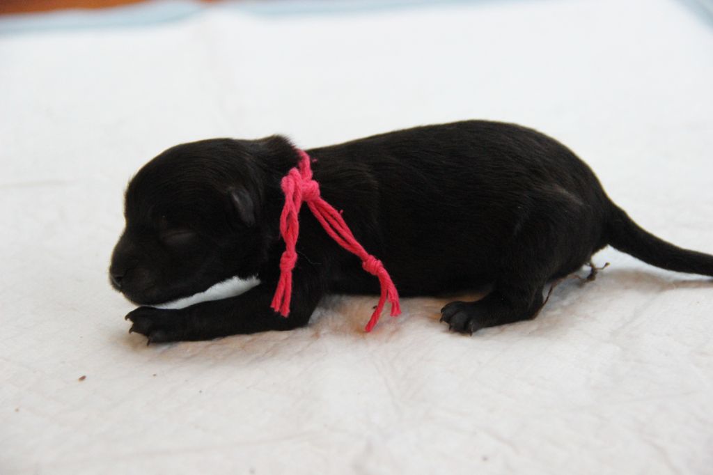 d'un Soir de Noël - Chiots disponibles - Spitz allemand