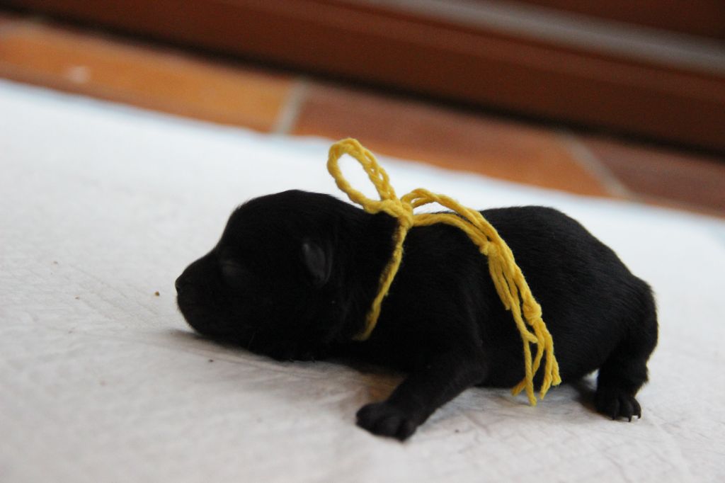 d'un Soir de Noël - Chiots disponibles - Spitz allemand